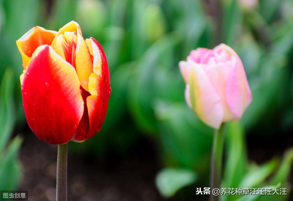 水培郁金香开花后怎么处理（学会这两个郁金香养殖小技巧来年才会长新芽）