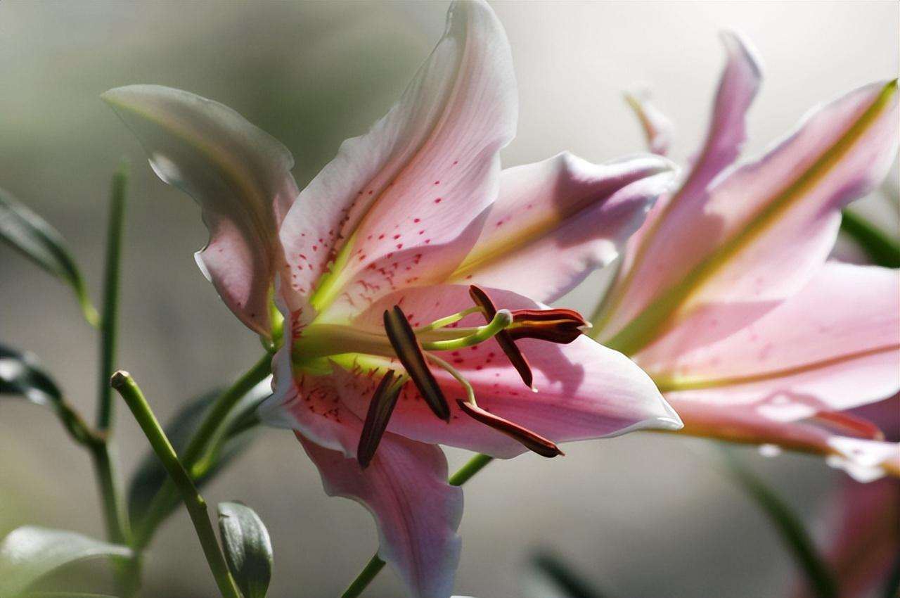 送母亲花送什么花好（盘点5个适合送母亲生日的花束图不论送哪个妈妈都会开心）