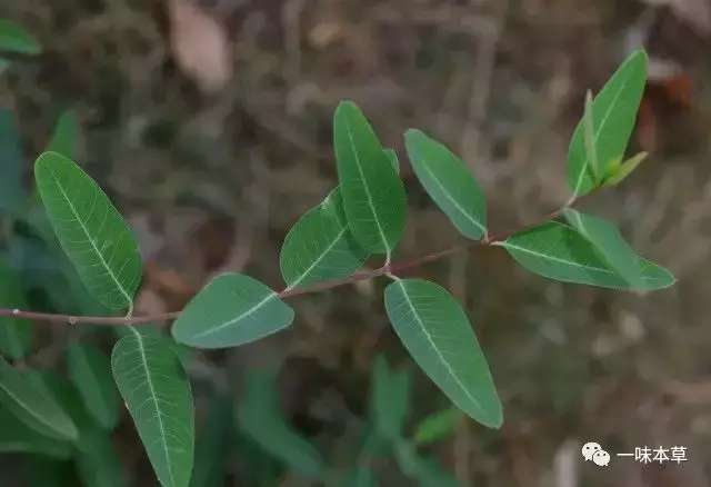 喝水时放一点，血压平稳，三高改善