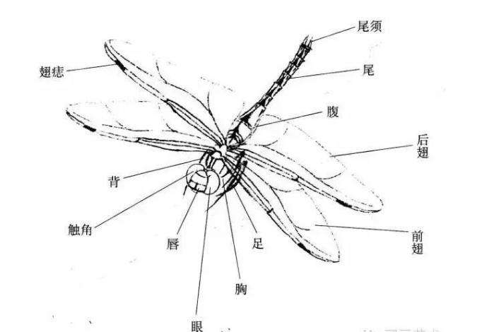 万物皆有灵：夏天随处可见的“蜻蜓”，其实没有那么简单