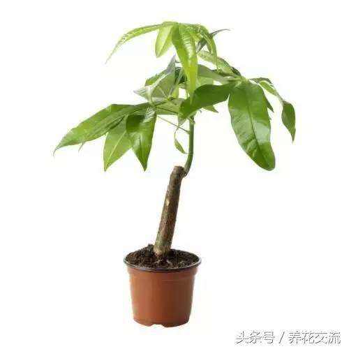 发财树日常养护的禁忌和防止烂根、黄叶的几个小技巧