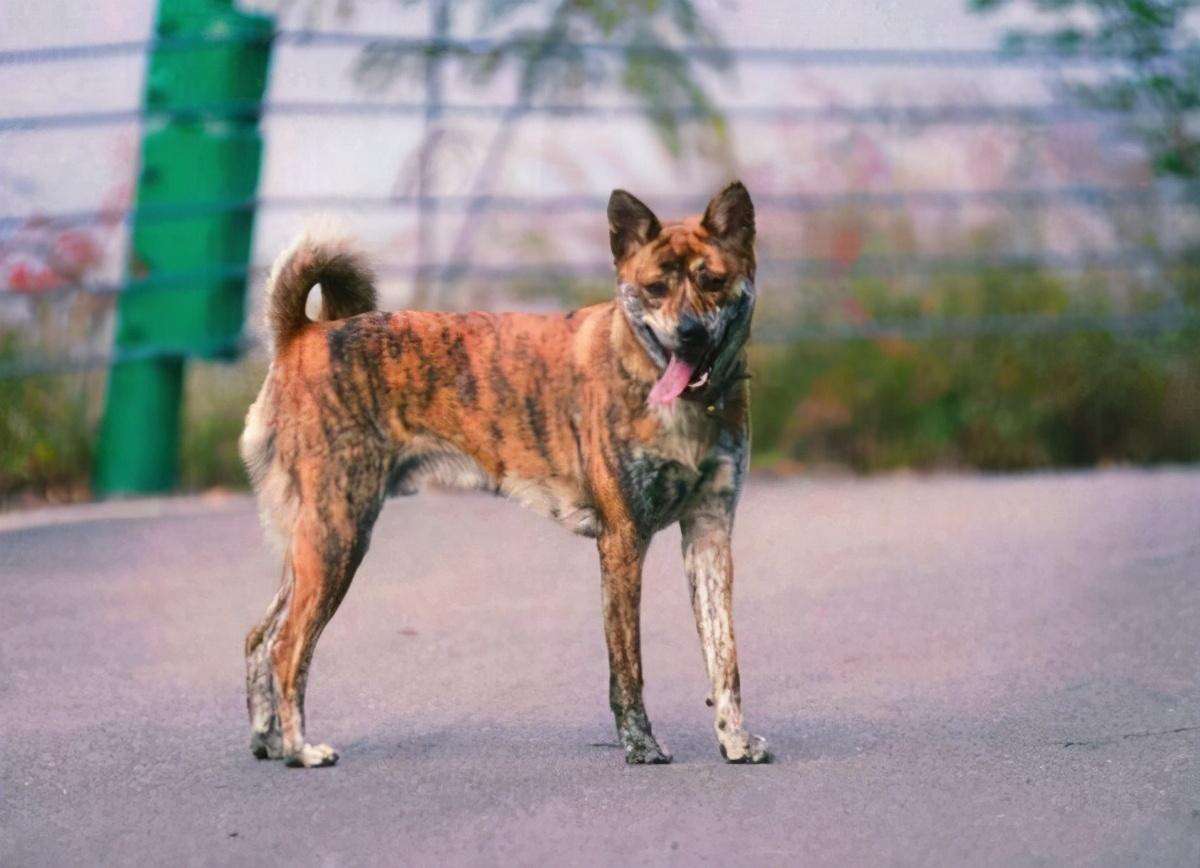 牧羊犬有什么品种（带你看看中国十大牧羊犬品种大全及图片个个威武霸气）