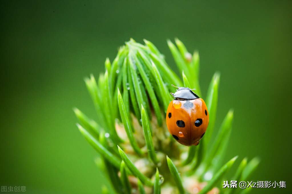 原来是这么回事，手机拍摄微距照片还是挺靠谱的，弄明白就简单了