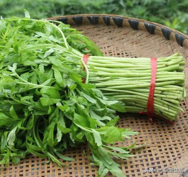 这种水生草本植物极似茼蒿，味似艾草吃着鲜美脆嫩，南方分布广泛