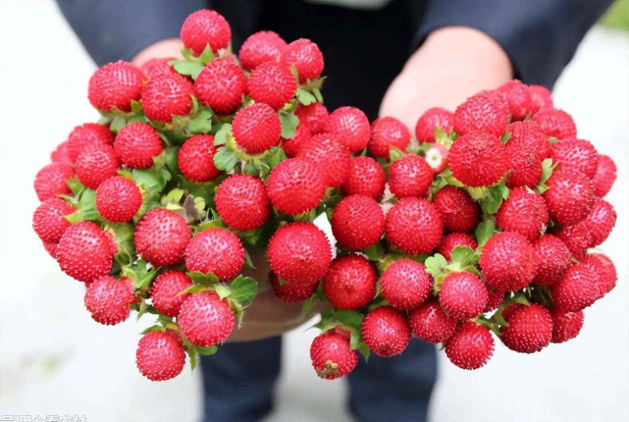 覆盆子、蓬蘽、蛇莓、高粱泡有什么区别？为何偏偏蛇莓不能吃？