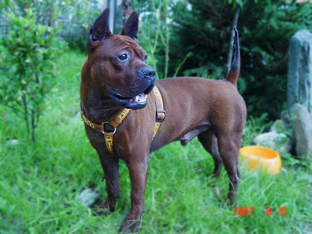 牧羊犬有什么品种（带你看看中国十大牧羊犬品种大全及图片个个威武霸气）