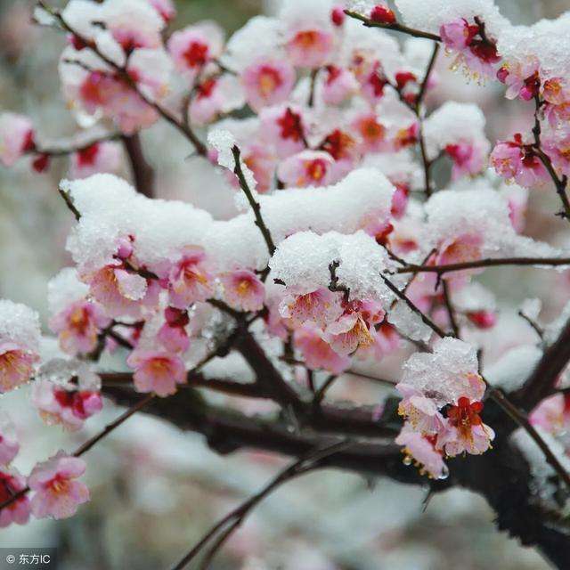 卜算子咏梅风雨送春归的意思是什么（关于风雨送春归飞雪迎春到最简单通俗的解释）