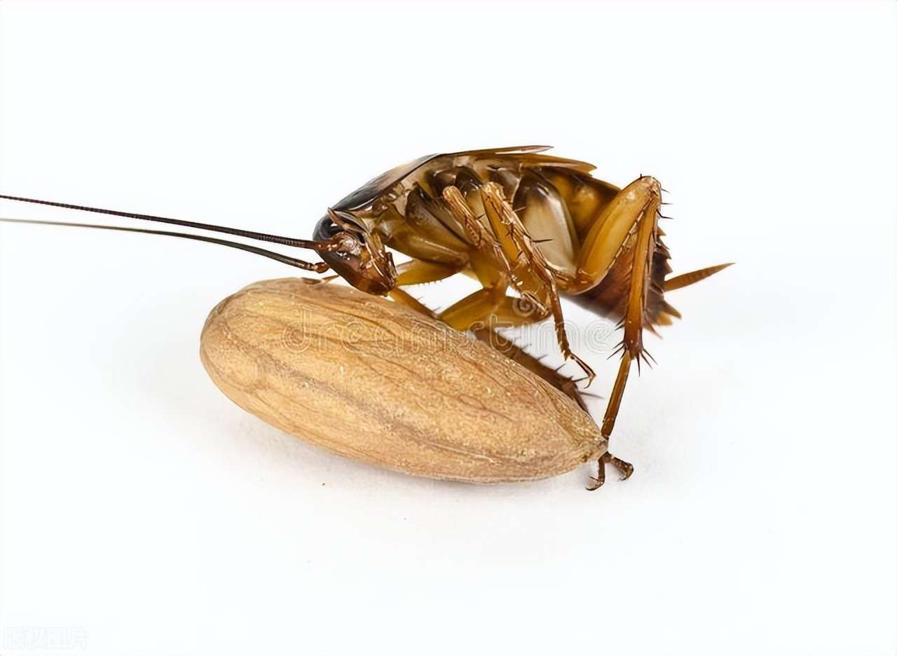 壹邦小知识：如何灭蟑螂最有效 蟑螂怕樟脑丸的气味吗