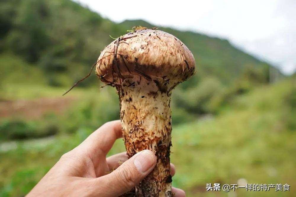 只有土生土长的丽江人，才知道这5种当地特产，都吃过的人不多