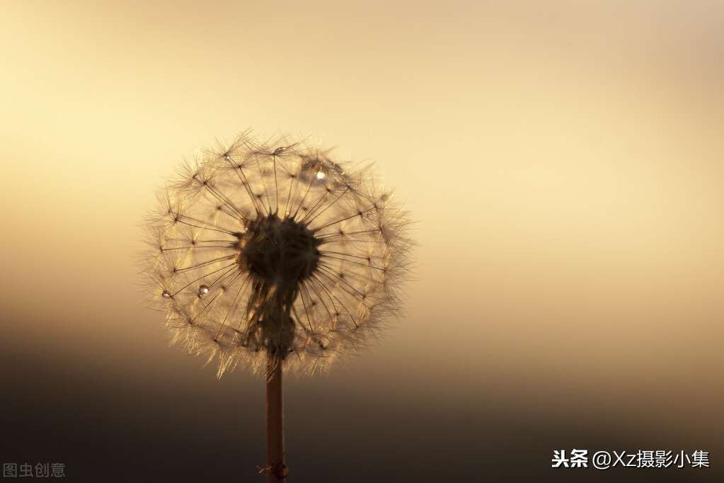 原来是这么回事，手机拍摄微距照片还是挺靠谱的，弄明白就简单了