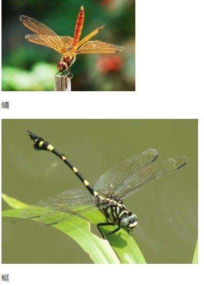 万物皆有灵：夏天随处可见的“蜻蜓”，其实没有那么简单