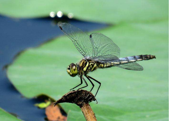 万物皆有灵：夏天随处可见的“蜻蜓”，其实没有那么简单