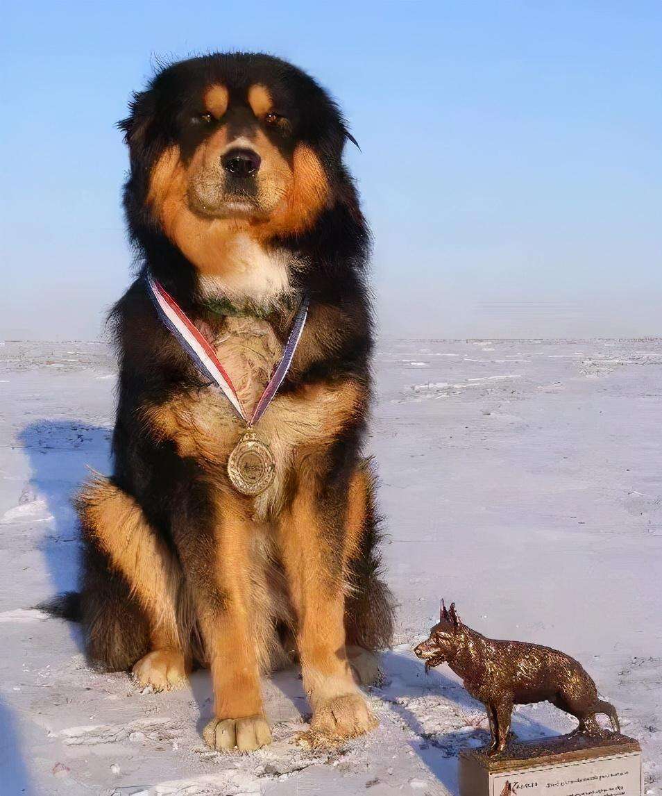 牧羊犬有什么品种（带你看看中国十大牧羊犬品种大全及图片个个威武霸气）