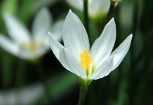 水仙花水培养殖方法