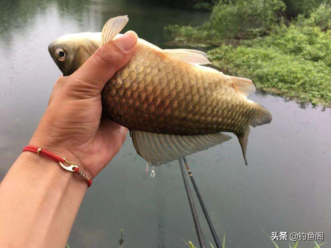 野钓鲤鱼用什么饵料最好（推荐3款夏季野钓鲫鱼商品饵料配方一天钓一桶）