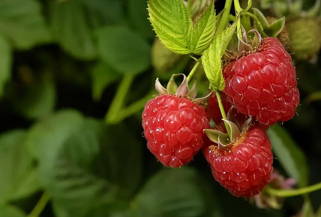 覆盆子、蓬蘽、蛇莓、高粱泡有什么区别？为何偏偏蛇莓不能吃？