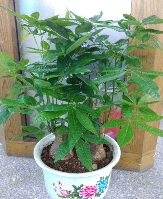 发财树养护方法有哪些（学会这6个养护技巧发财树越长越茂盛一年四季绿意盎然）