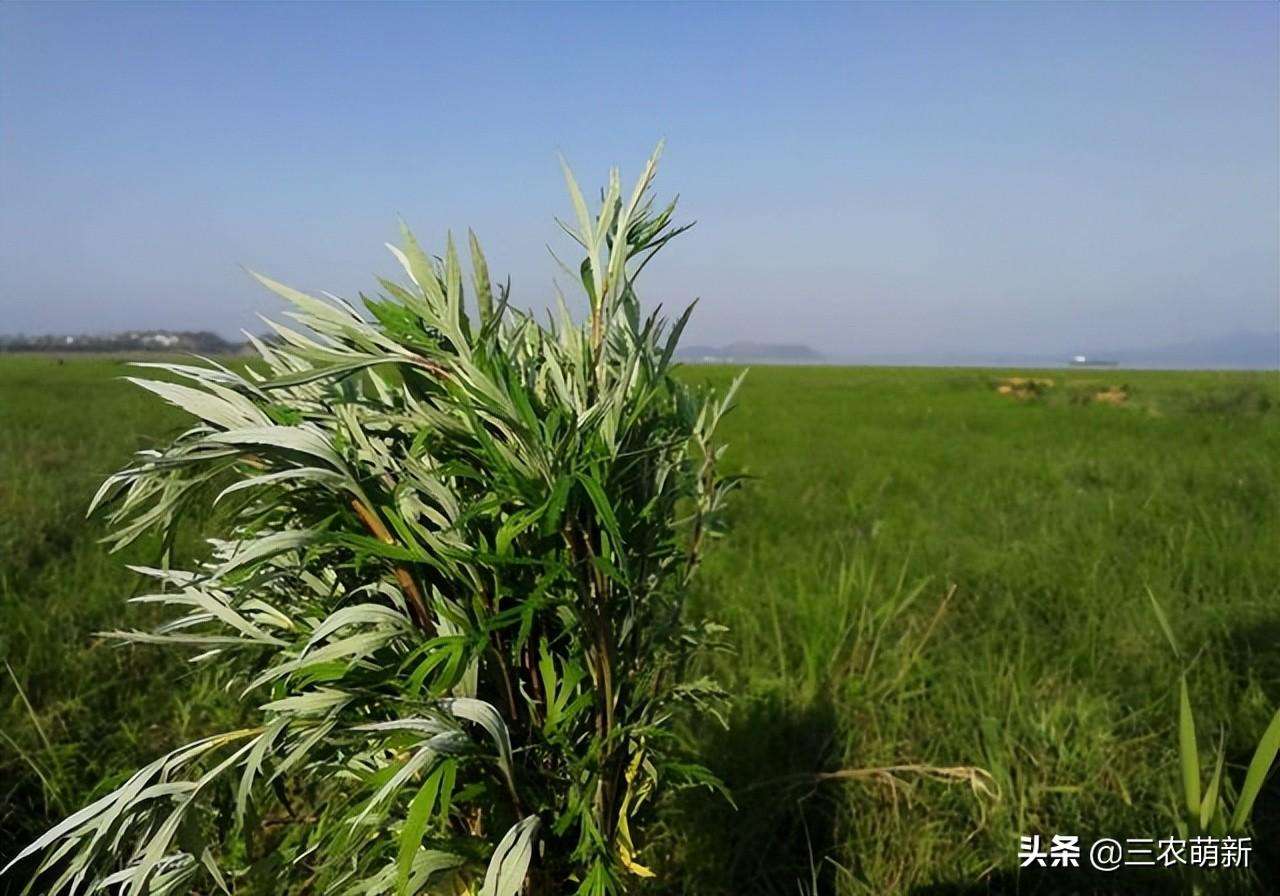 蒌蒿是什么植物（一文了解蒌蒿和艾蒿的区别）