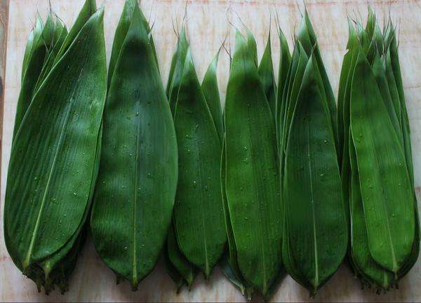 广西粽叶是什么植物的叶子（这5种植物的叶子在我国不同的地区都可以用来包粽子）