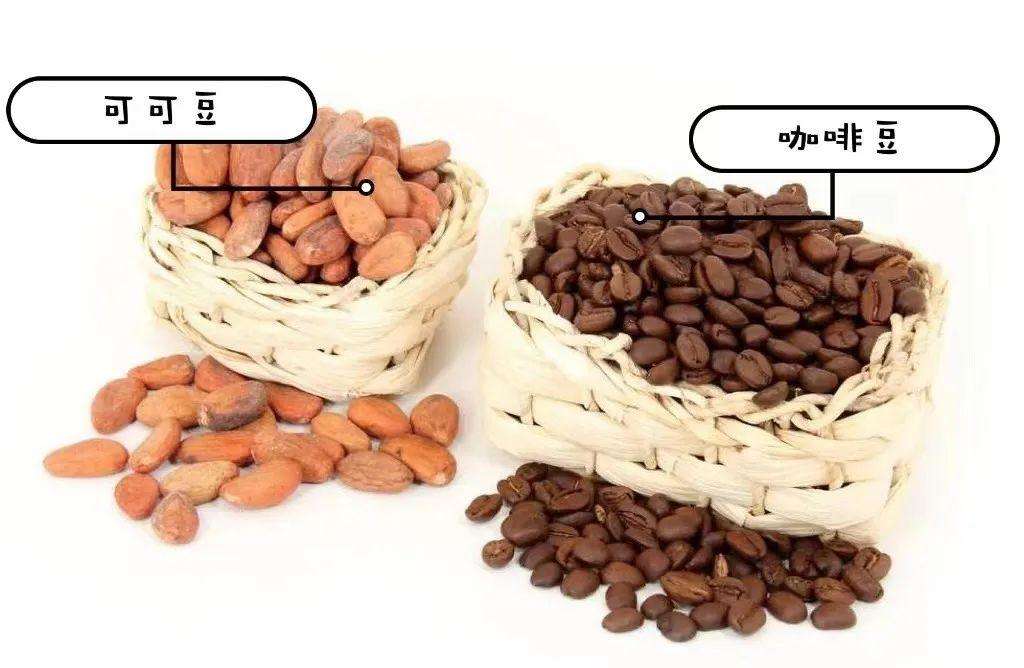 可可豆和咖啡豆是同一种东西吗（咖啡豆和可可豆的区别图片对比）