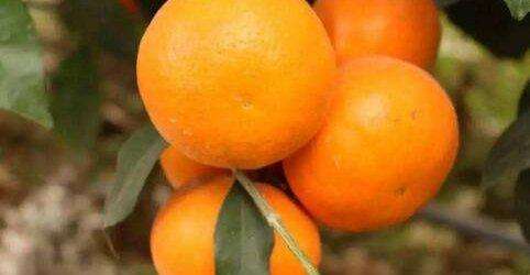 沃柑是橘子还是橙子上火吗（沃柑是一个新品种水果性质温和不上火不过要适量食用）