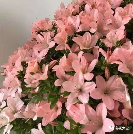 冬天什么花开放最常见（这13种花冬天最常见天越冷花开得越旺盛）