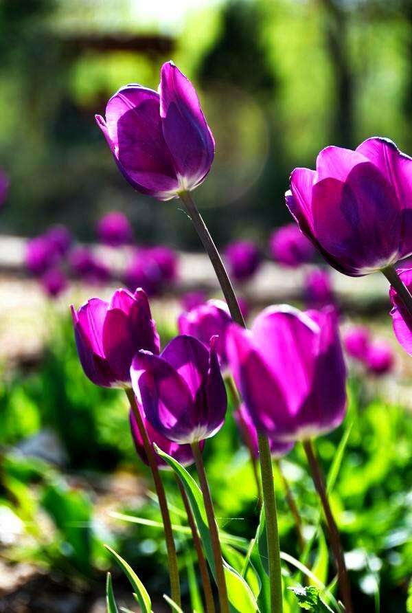 紫色郁金香花语和寓意是什么（紫色花的花语大全）