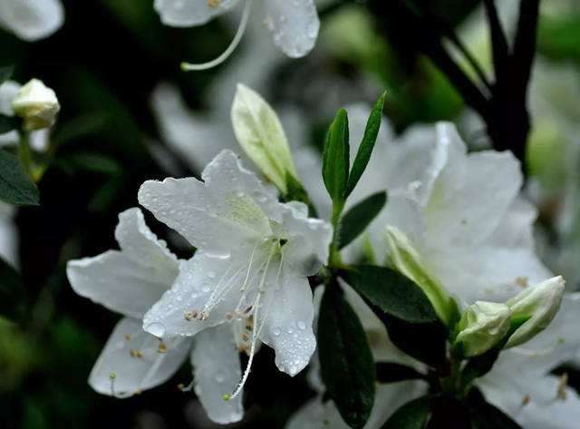 杜鹃花怎么浇水最正确（教你4个正确的杜鹃花浇水方式一天浇两次最佳）