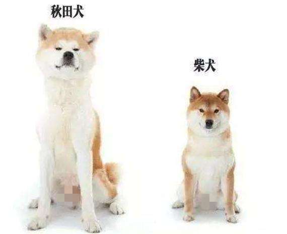 柴犬与秋田犬的区别图片（一张图教你快速分辨柴犬与秋田犬）