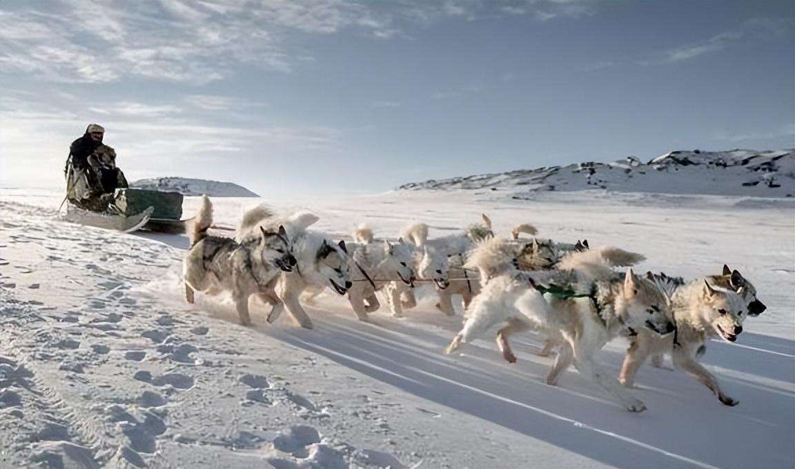 雪橇犬有几种图片（这四个品种都是杰出的雪橇犬哈士奇排第一）