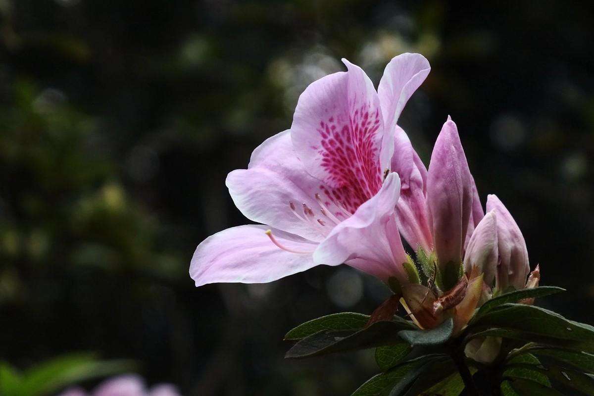 盆栽杜鹃花的养法（记住这4个要点杜鹃花开花一茬接一茬）