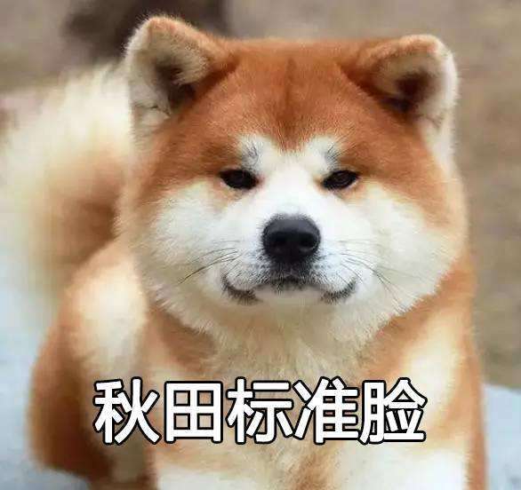 柴犬与秋田犬的区别图片（一张图教你快速分辨柴犬与秋田犬）