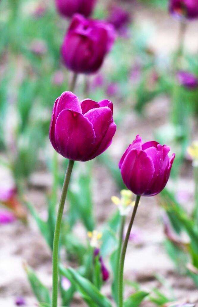 紫色郁金香花语和寓意是什么（紫色花的花语大全）