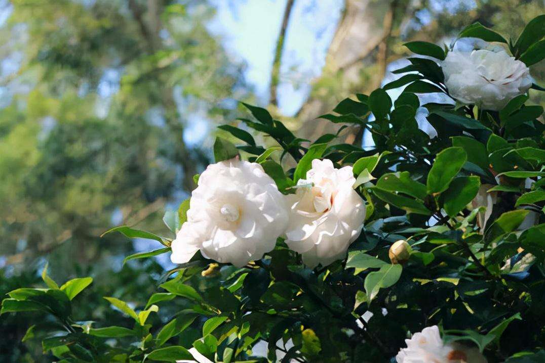 白色山茶花象征哪一类人（一文简述白色山茶花的寓意和象征风水）