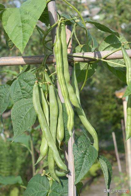 二茬四季豆什么时候种植（菜农告诉你秋四季豆播种的最佳时期）