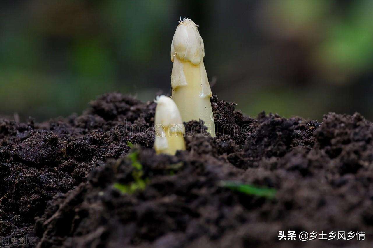 芦笋8月份可以播种吗（菜农告诉你芦笋的种植方法和时间种好了一年四季都能卖钱）