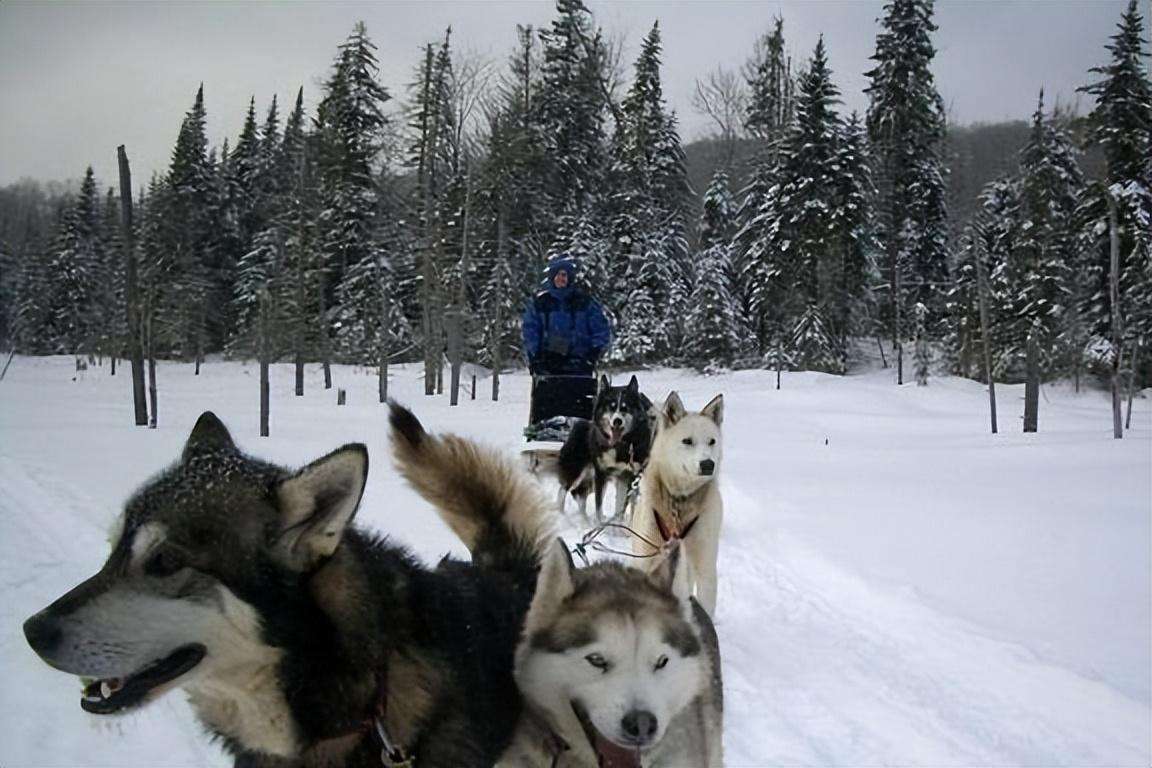 雪橇犬有几种图片（这四个品种都是杰出的雪橇犬哈士奇排第一）