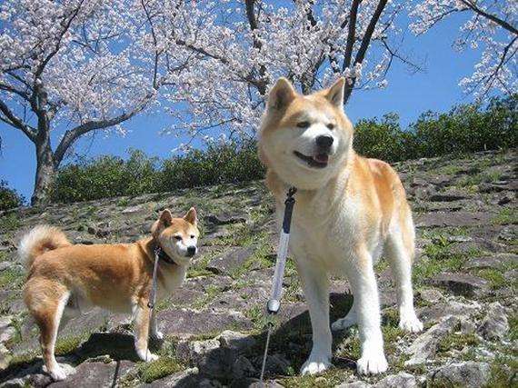 柴犬与秋田犬的区别图片（一张图教你快速分辨柴犬与秋田犬）