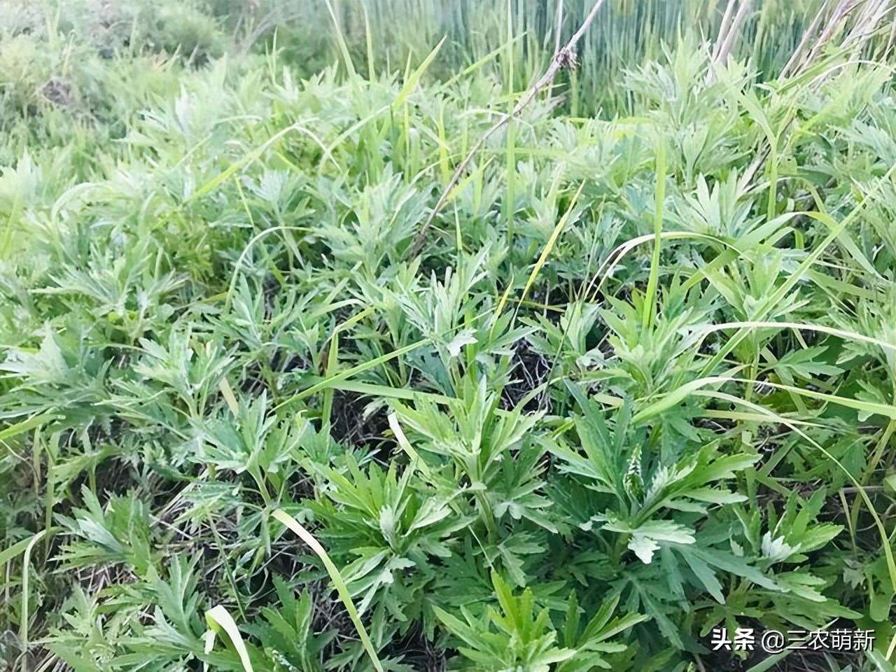 蒌蒿是什么植物（一文了解蒌蒿和艾蒿的区别）