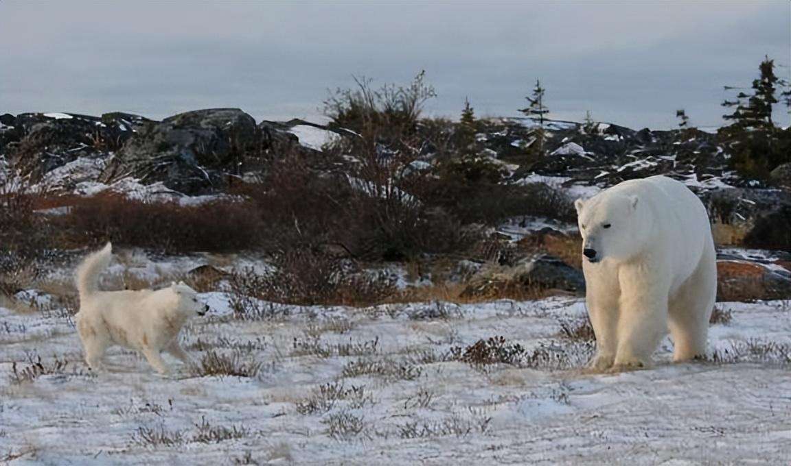 雪橇犬有几种图片（这四个品种都是杰出的雪橇犬哈士奇排第一）