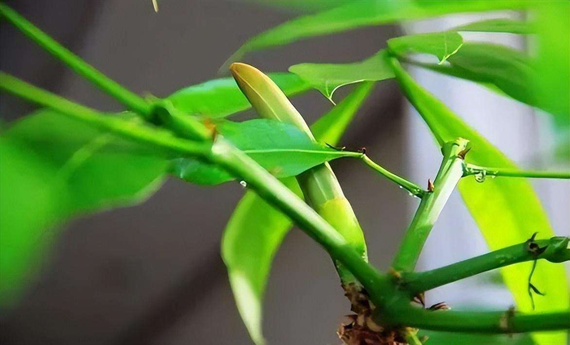 发财树养护方法有哪些（学会这6个养护技巧发财树越长越茂盛一年四季绿意盎然）