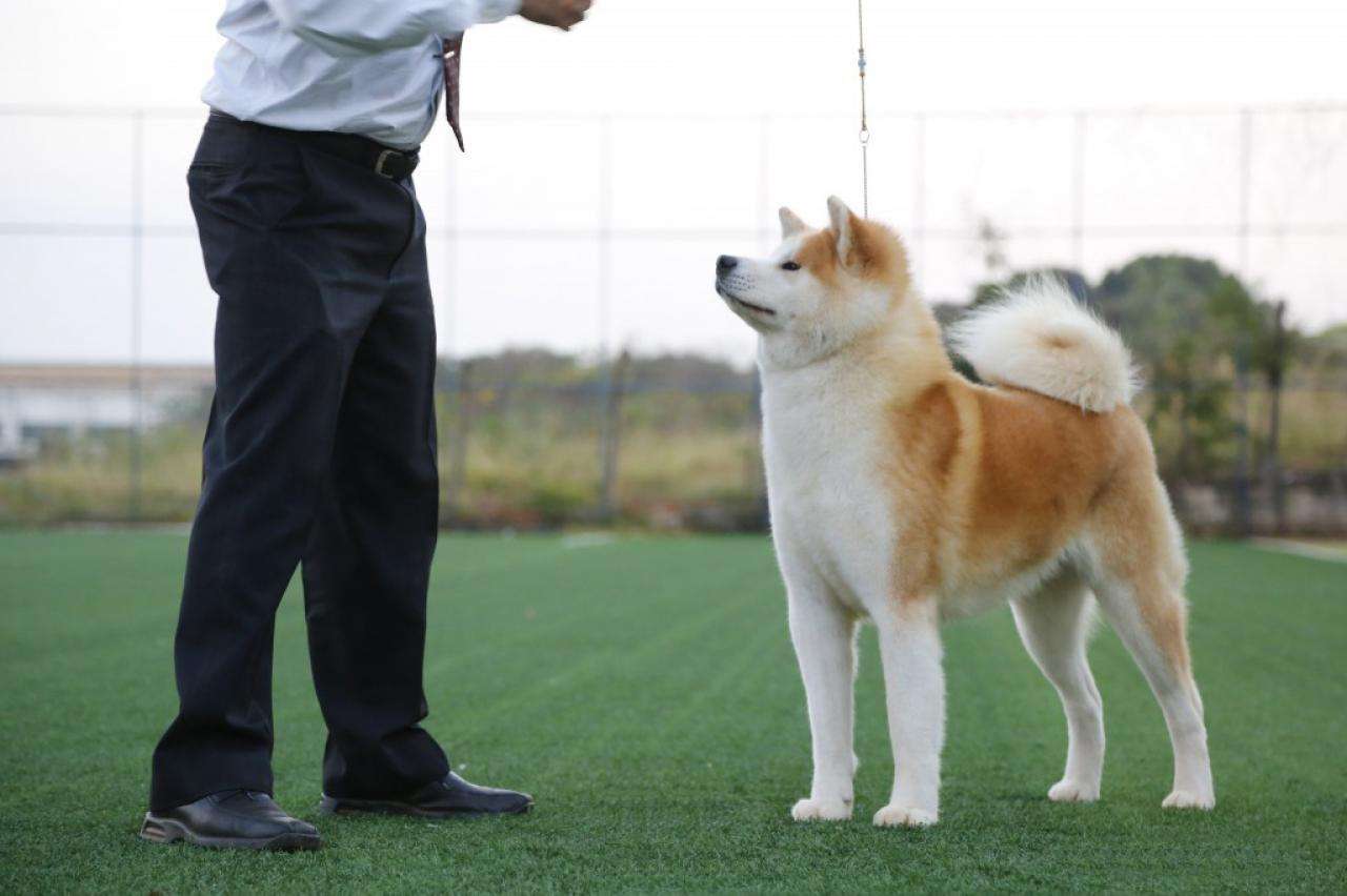 日本秋田犬智商排名第几（秋田犬智商排名第54名不建议大家养）