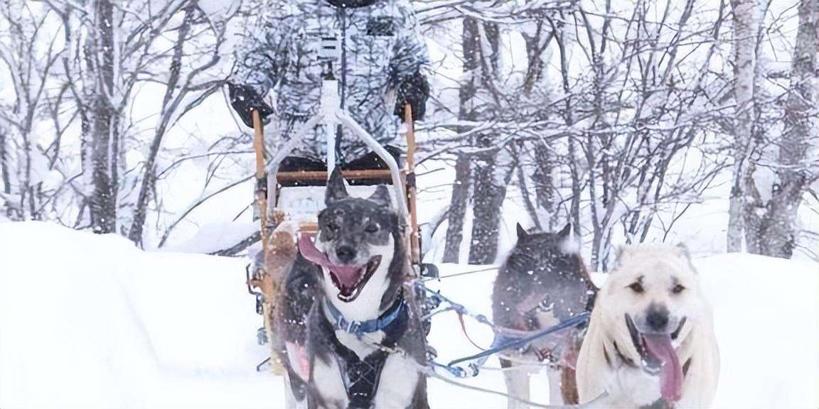 雪橇犬有几种图片（这四个品种都是杰出的雪橇犬哈士奇排第一）