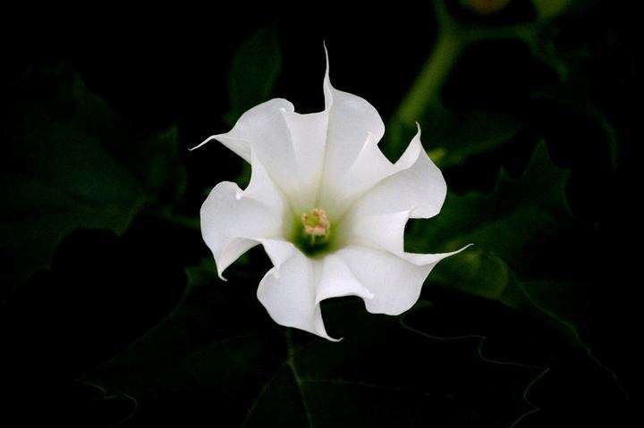 三支卡萨布兰卡花语（这4种花被称为冥界四花长得好看却充满悲伤的寓意）