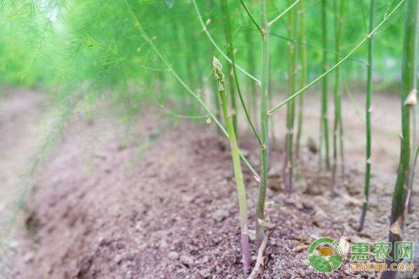 芦笋在家怎么种（新手必学5个芦笋种植方法和技术要点成活率99%根根长得粗）