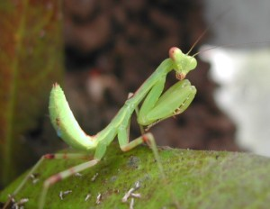 刚出生的小螳螂吃什么食物，带你看看1厘米的螳螂吃的3种食物-9
