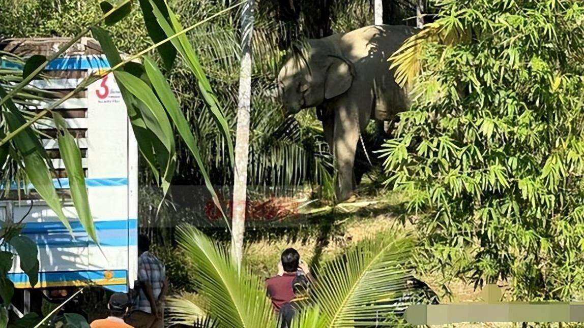 泰国一大象被迫工作杀死主人，动物也有撑不住的时候请善待