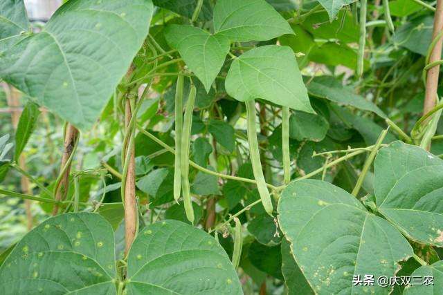 二茬四季豆什么时候种植（菜农告诉你秋四季豆播种的最佳时期）