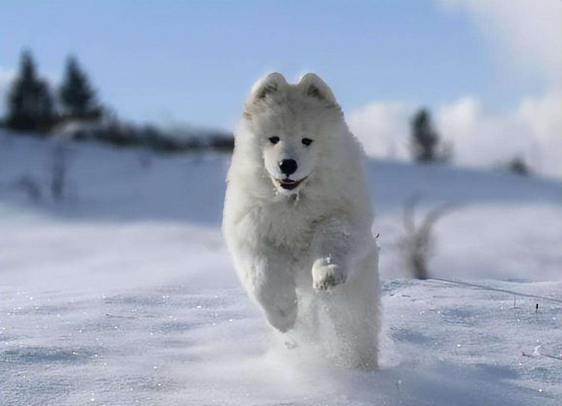 雪橇犬有几种图片（这四个品种都是杰出的雪橇犬哈士奇排第一）