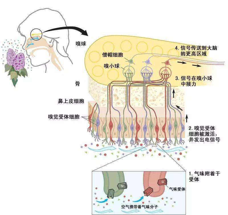 粪臭素稀释多少倍才有香味（令人难以置信科学家将粪臭素稀释1000倍得到了香水）